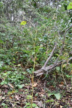 Image of Sanicula chinensis Bunge