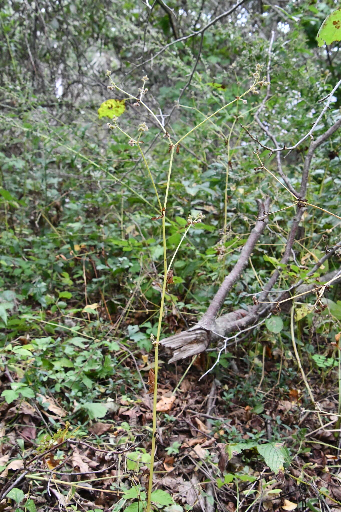 Imagem de Sanicula chinensis Bunge