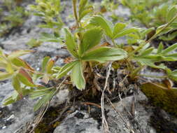 Image of Potentilla caulescens L.