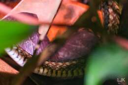 Image of Malayan Spotted Keelback Water Snake