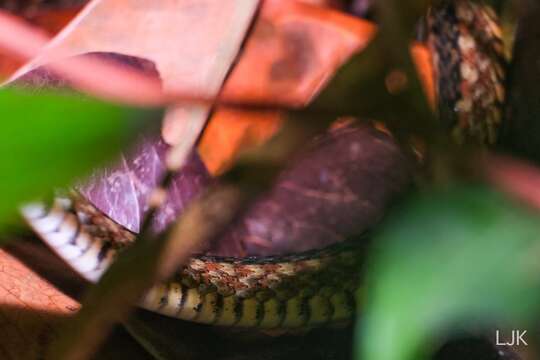 Image of Malayan Spotted Keelback Water Snake