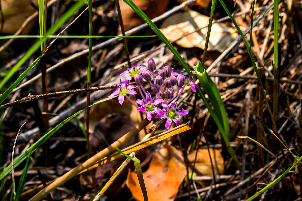 Слика од Ledebouria cooperi (Hook. fil.) Jessop