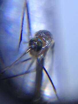 Image of Mosquito