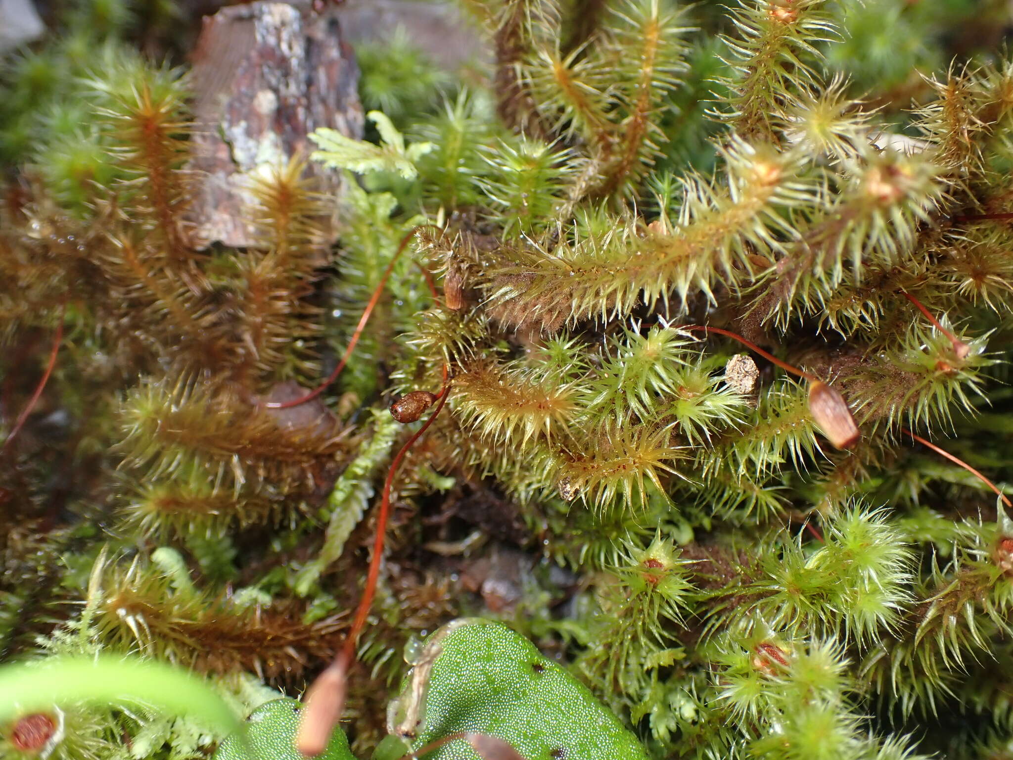 Imagem de Breutelia pendula Mitten 1859