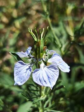 Image of Nigella gallica Jordan