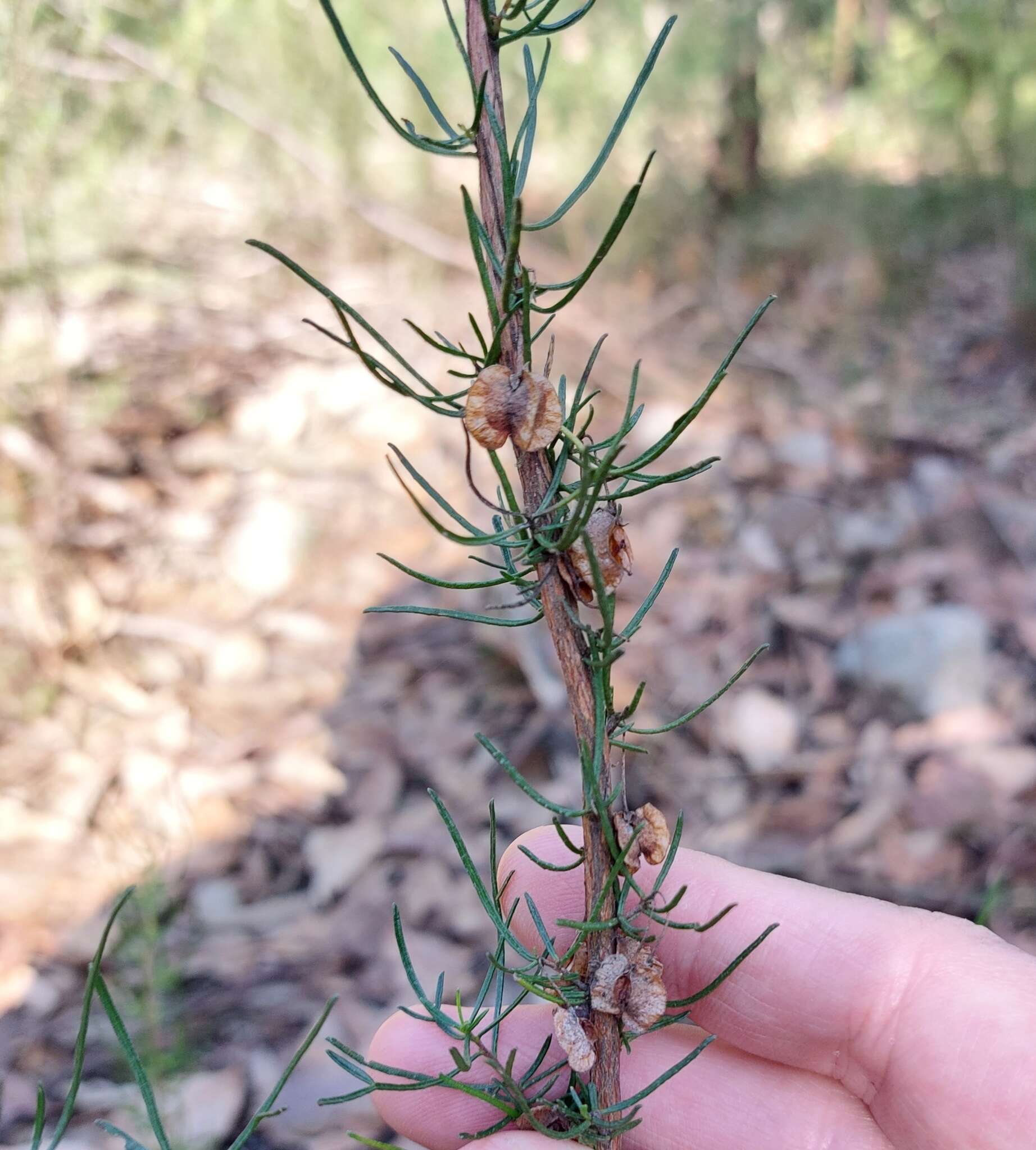 Image of Dodonaea falcata J. G. West