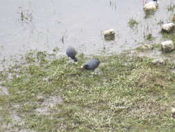 Image of Andean Coot