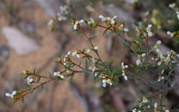 صورة Spyridium vexilliferum (Hook.) Reiss.