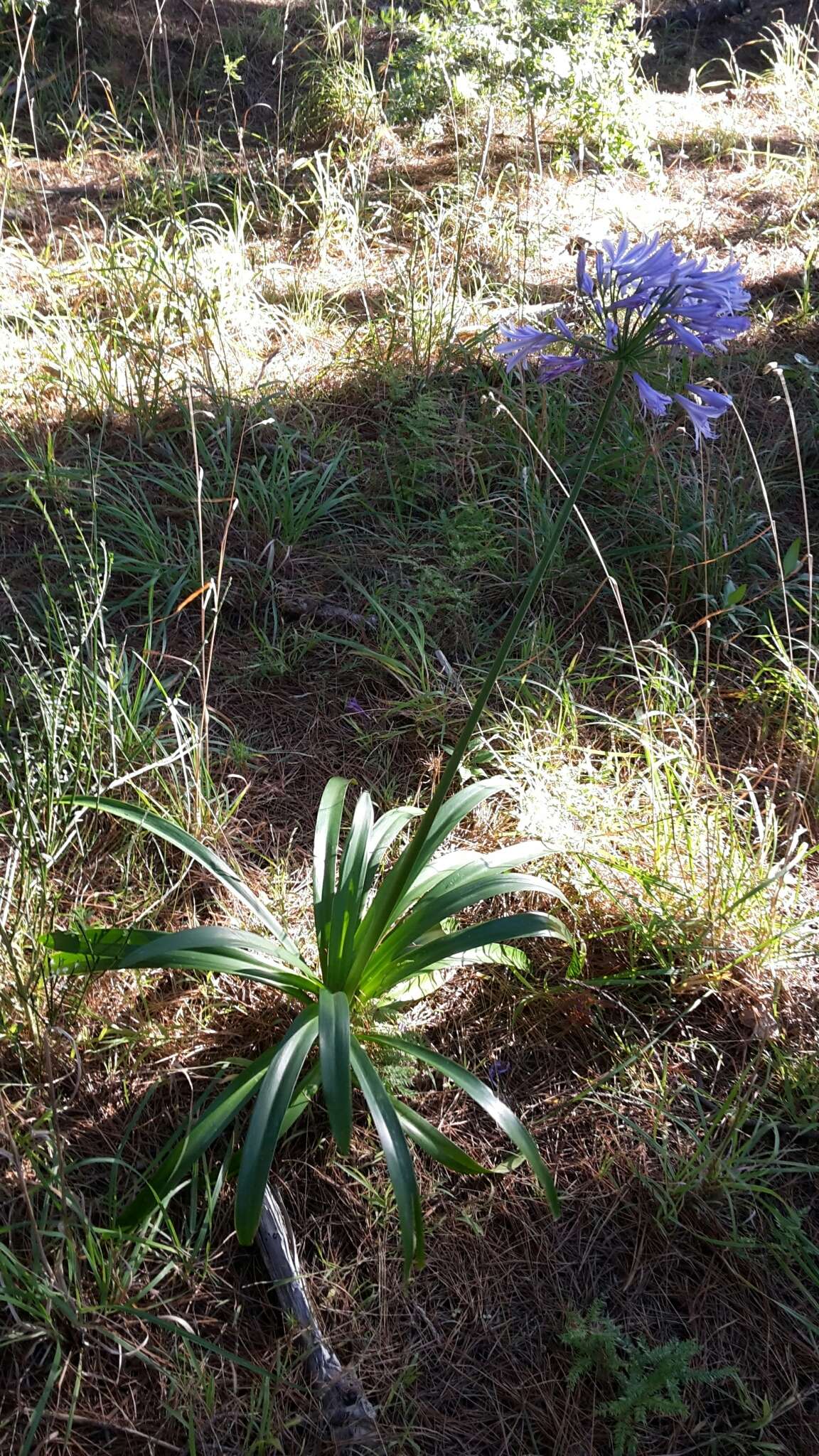 Imagem de Agapanthus praecox Willd.