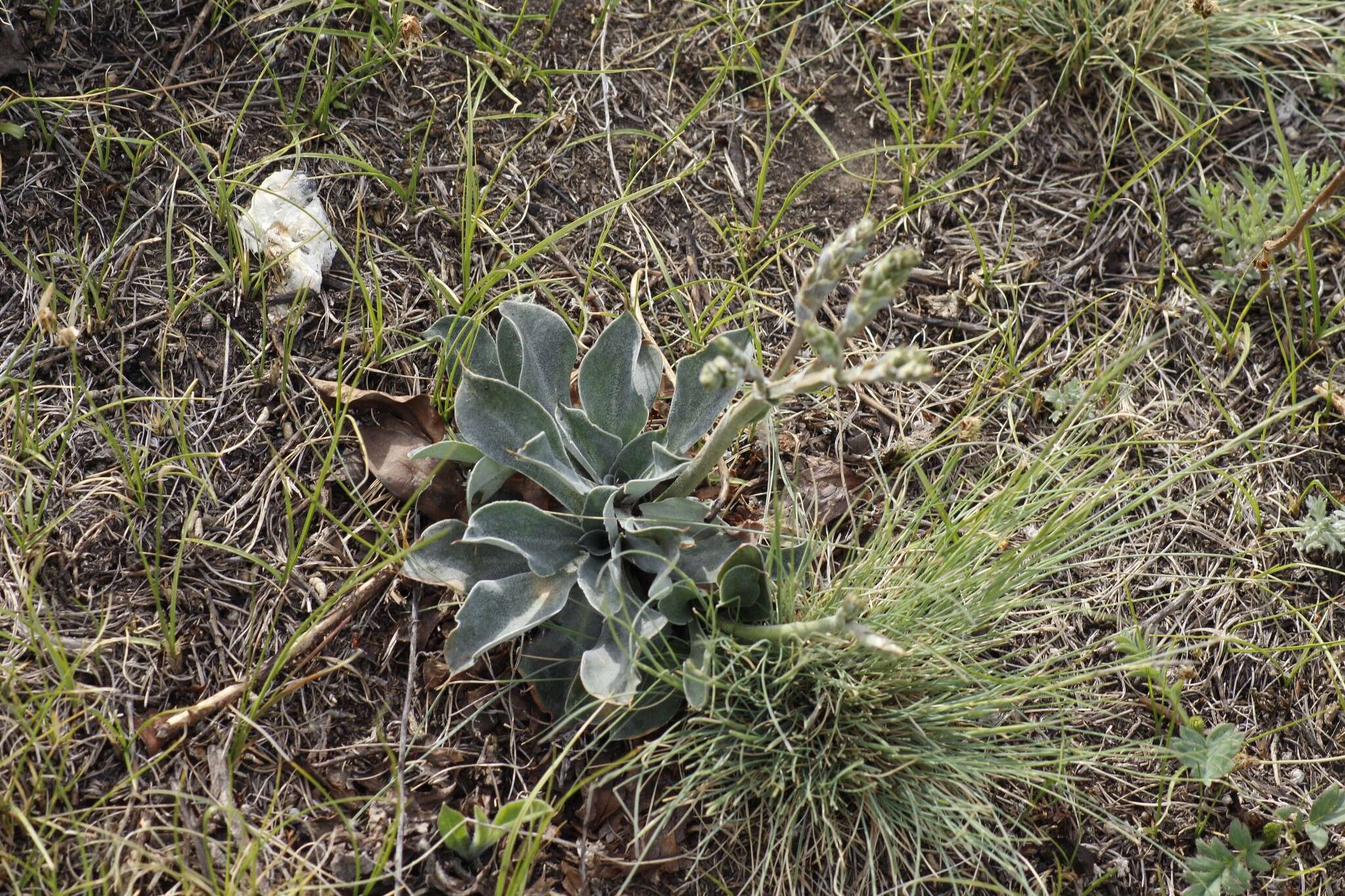 Image of Goniolimon speciosum (L.) Boiss.