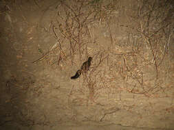 Image of Bushy-tailed Mongoose