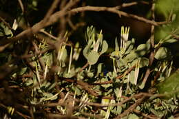 Слика од Agelanthus natalitius (Meissn.) R. M. Polhill & D. Wiens