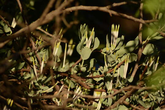 Слика од Agelanthus natalitius (Meissn.) R. M. Polhill & D. Wiens