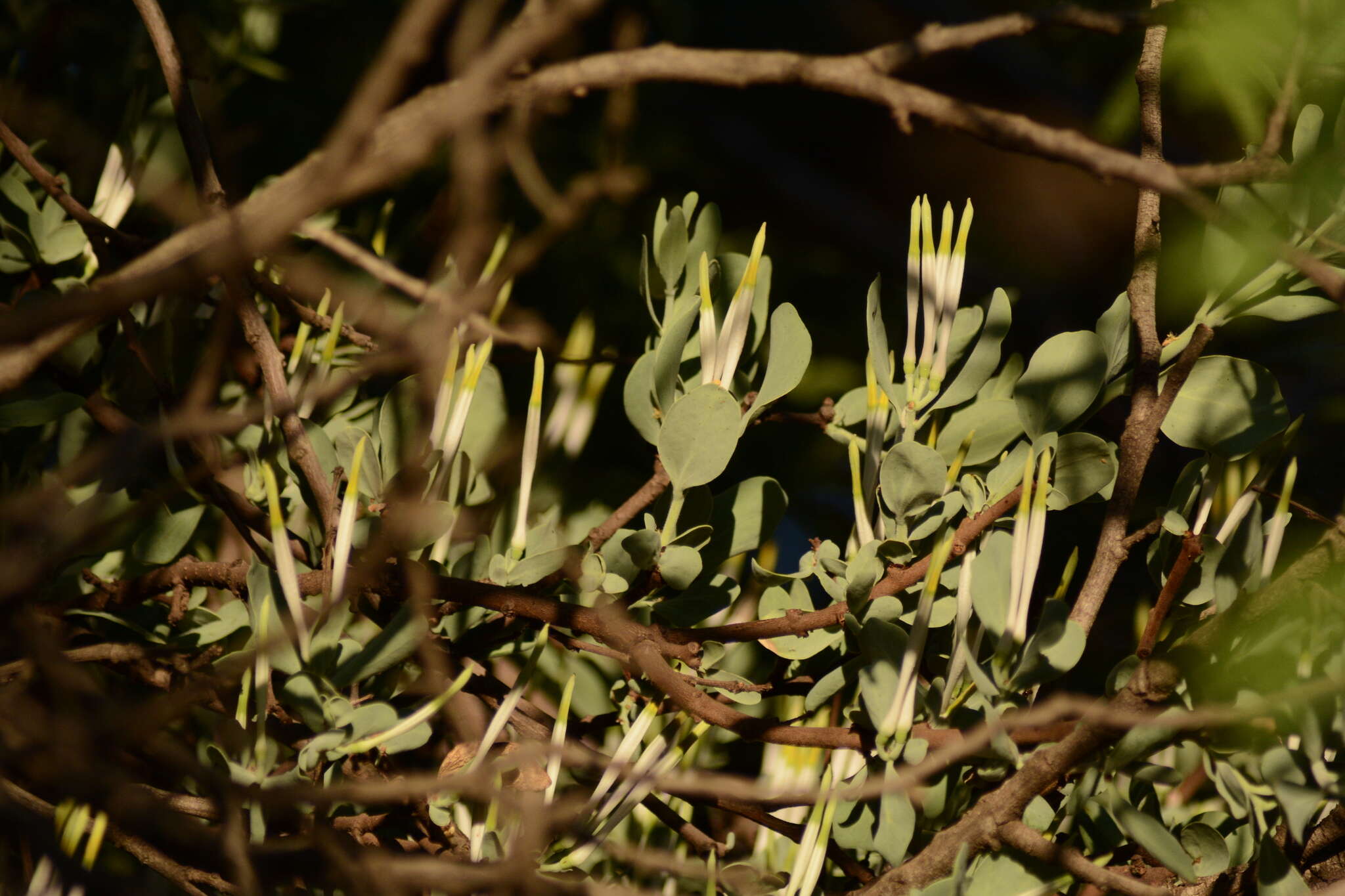 Sivun Agelanthus natalitius (Meissn.) R. M. Polhill & D. Wiens kuva