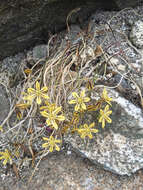 Sivun Triteleia ixioides (Dryand. ex W. T. Aiton) Greene kuva