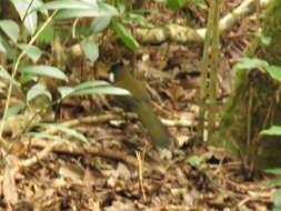 Image of Eastern Whipbird