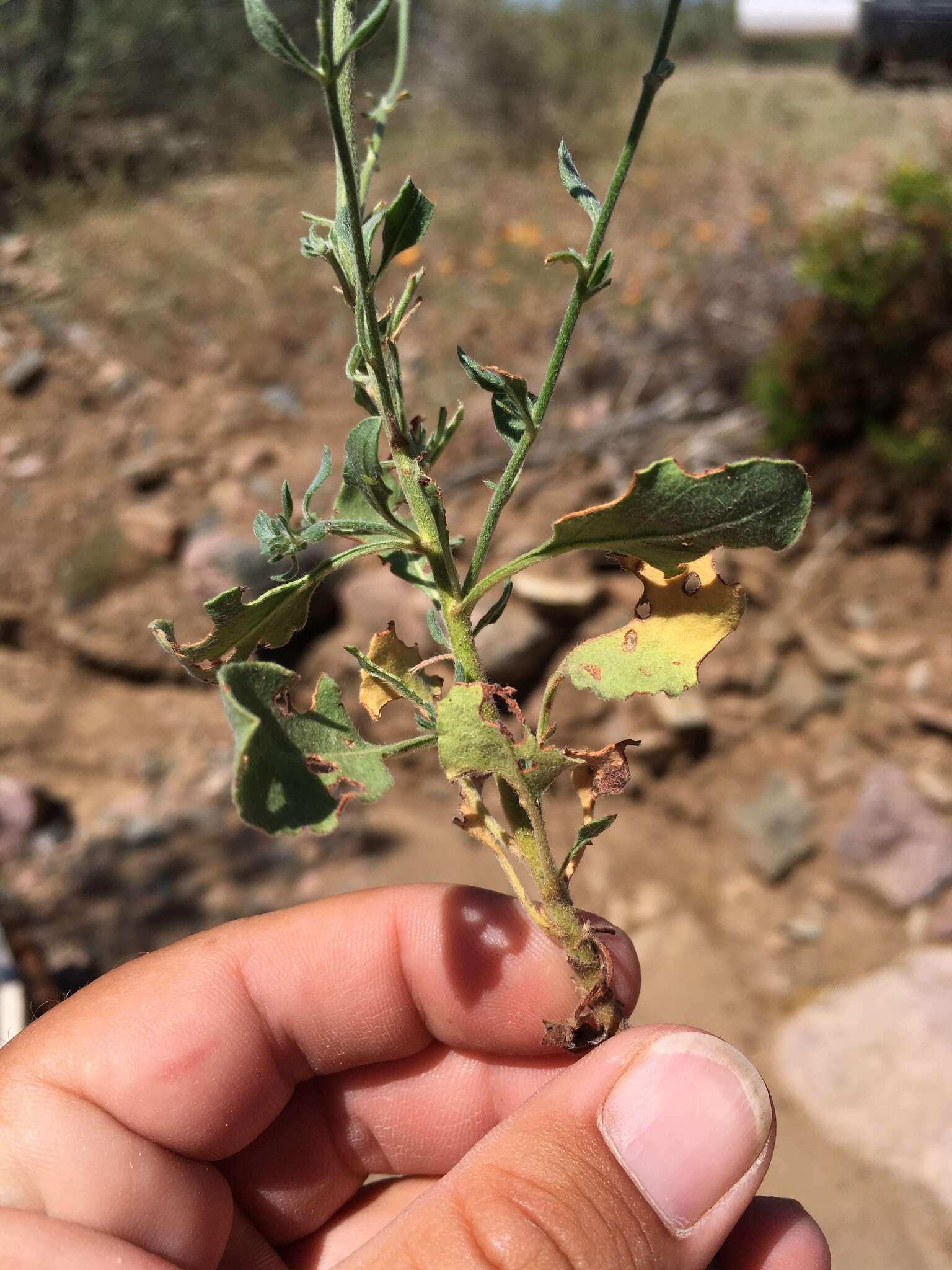 Image of Abert's buckwheat