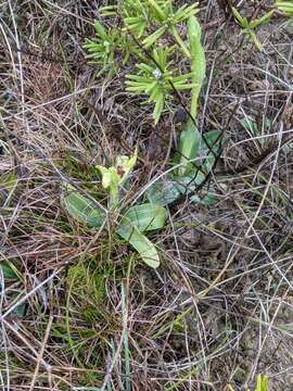 Image of Ophrys sphegodes subsp. massiliensis (Viglione & Véla) Kreutz