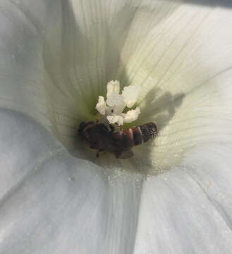 Image of Lasioglossum albipes (Fabricius 1781)