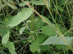 Imagem de Abutilon indicum (L.) Sweet