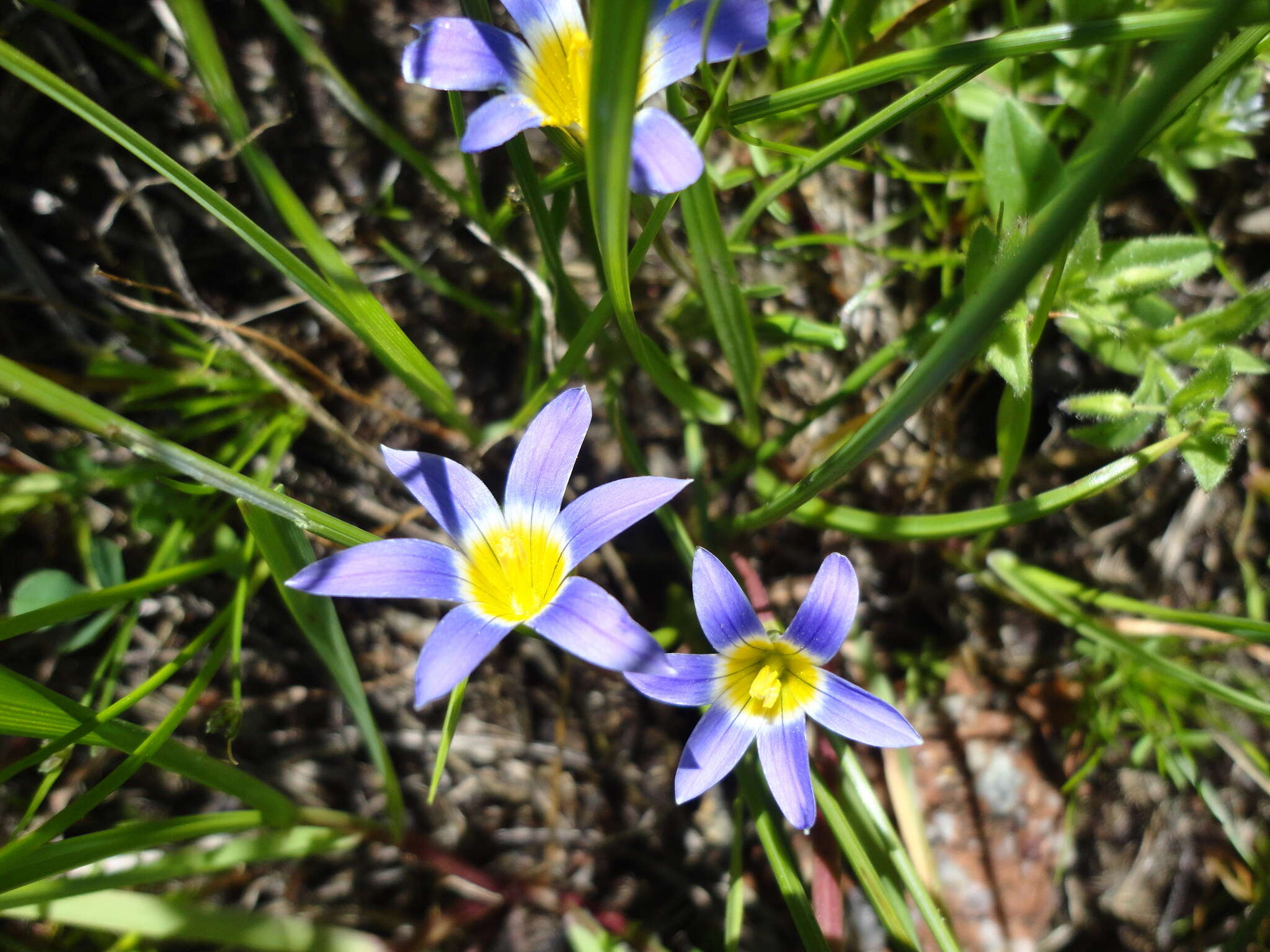 Romulea tabularis Eckl. ex Bég.的圖片