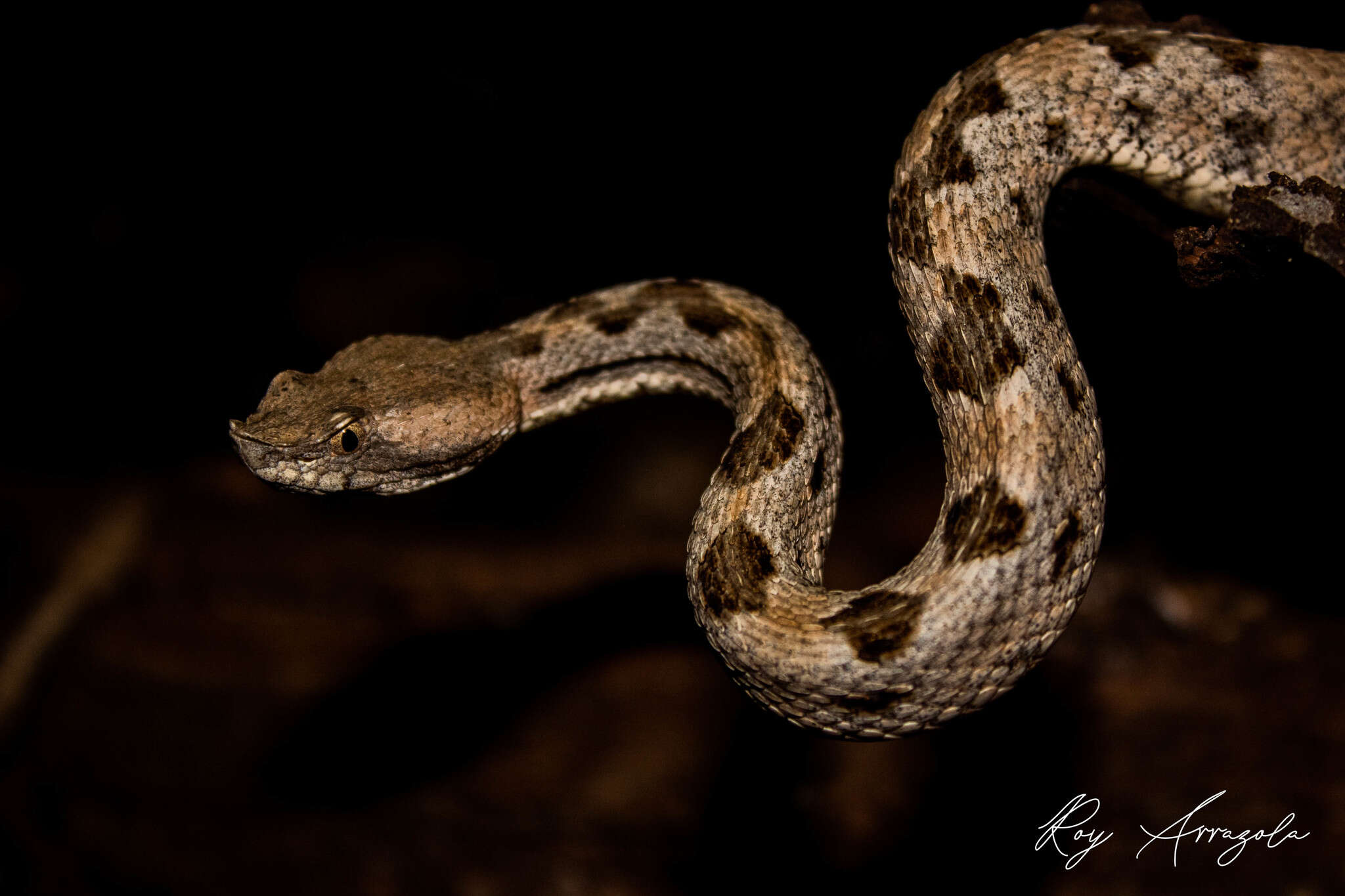 Image of Dunn's Hognose Viper