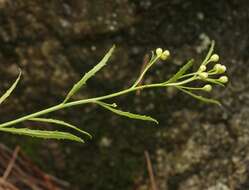 Image of Arizona baccharis