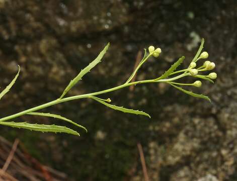 Image of Arizona baccharis