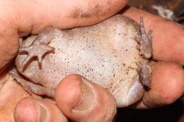 Image of Plaintive Rain Frog