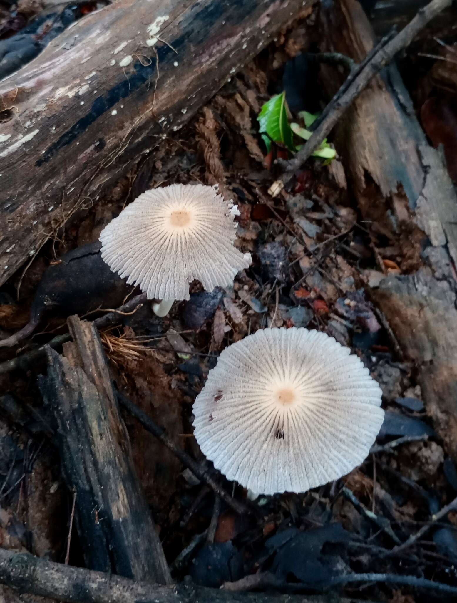 Coprinellus aureogranulatus (Uljé & Aptroot) Redhead, Vilgalys & Moncalvo 2001的圖片