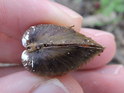 Image of Golden Freshwater Clam