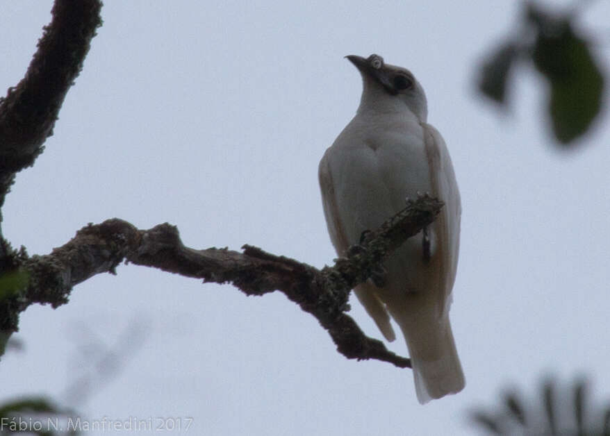 Image of White Bellbird