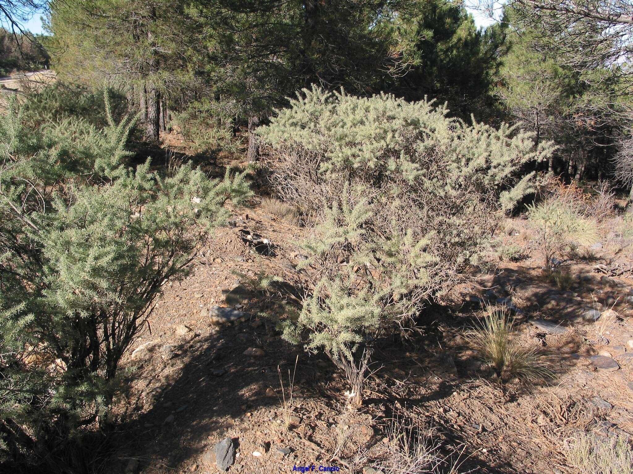 Image of Adenocarpus decorticans Boiss.