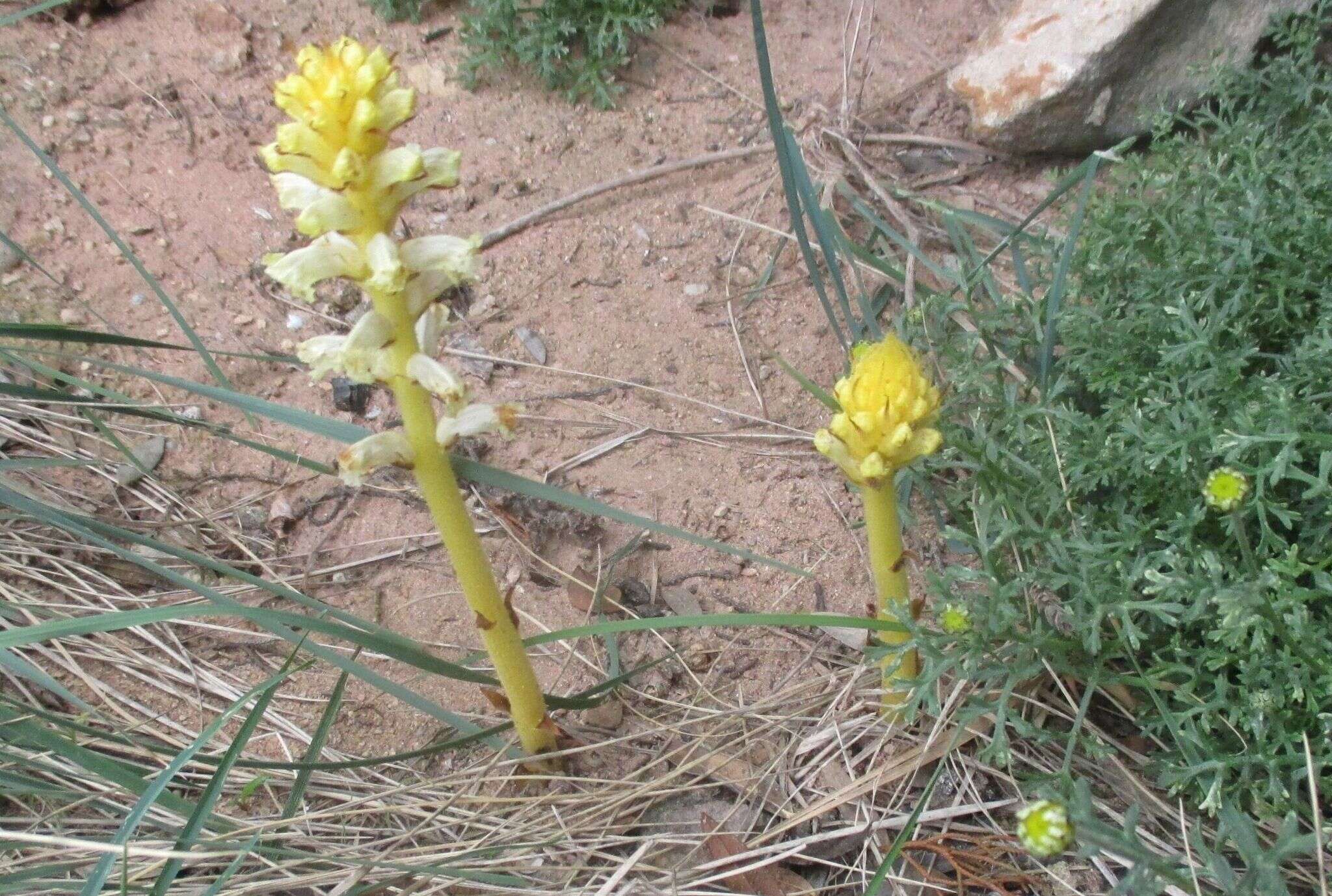 Image of Orobanche iammonensis A. Pujadas & P. Fraga