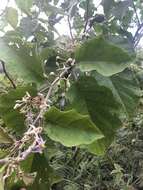 صورة Solanum ovalifolium Humb. & Bonpl. ex Dun.