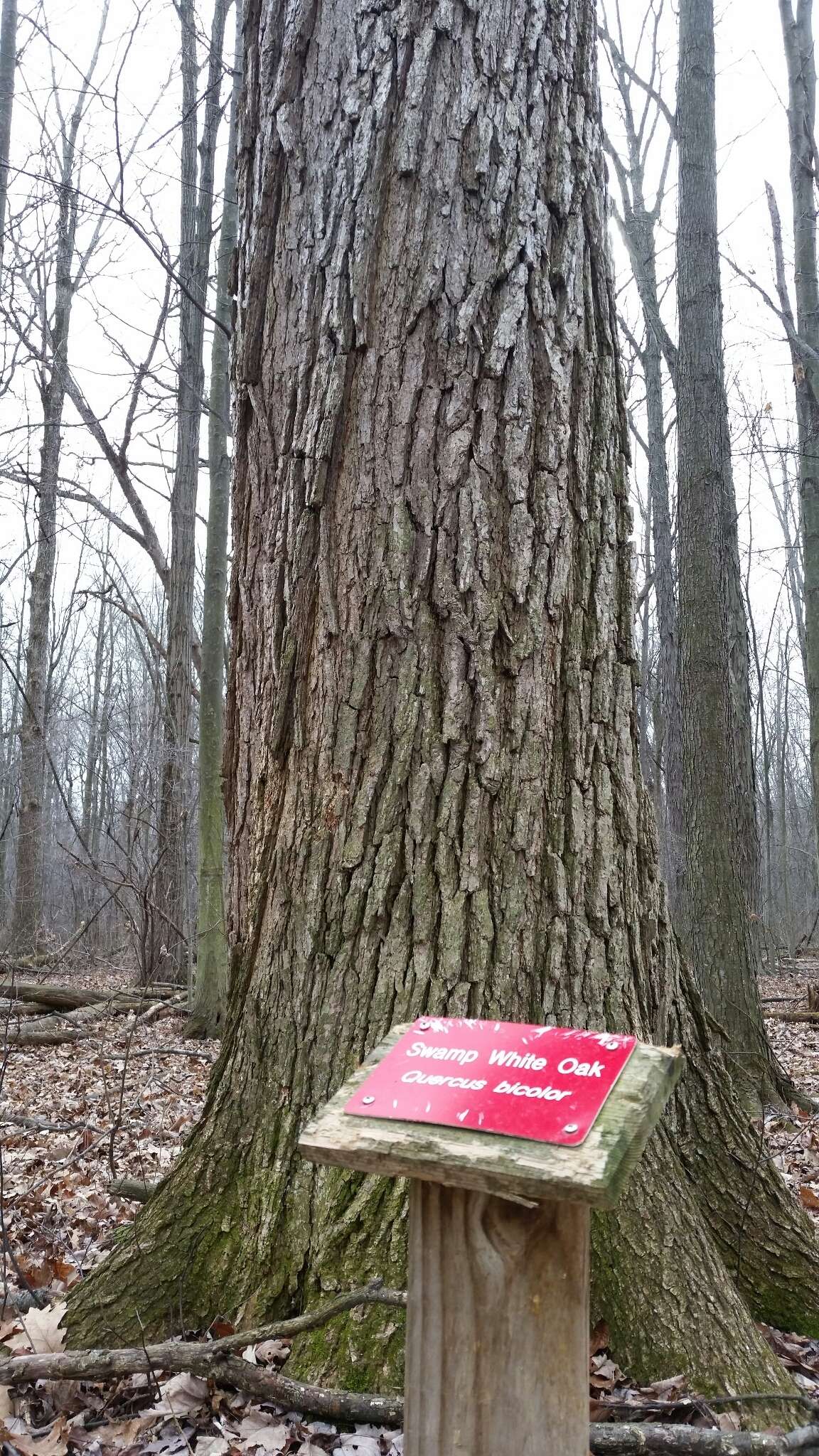 Image of Swamp White Oak