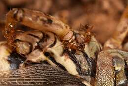 Image of Pheidole porcula Wheeler 1908