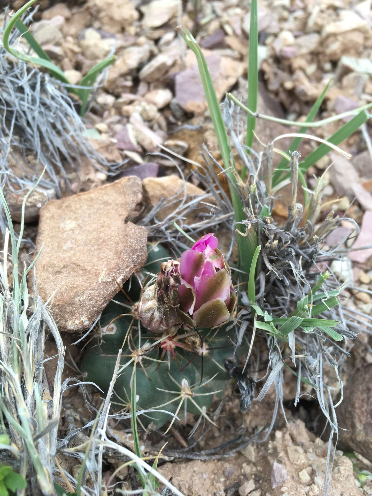 Image of Colorado hookless cactus