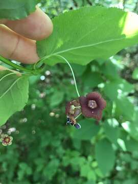 Imagem de Euonymus occidentalis Nutt. ex Torr.