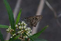 Image of Acacia Skipper