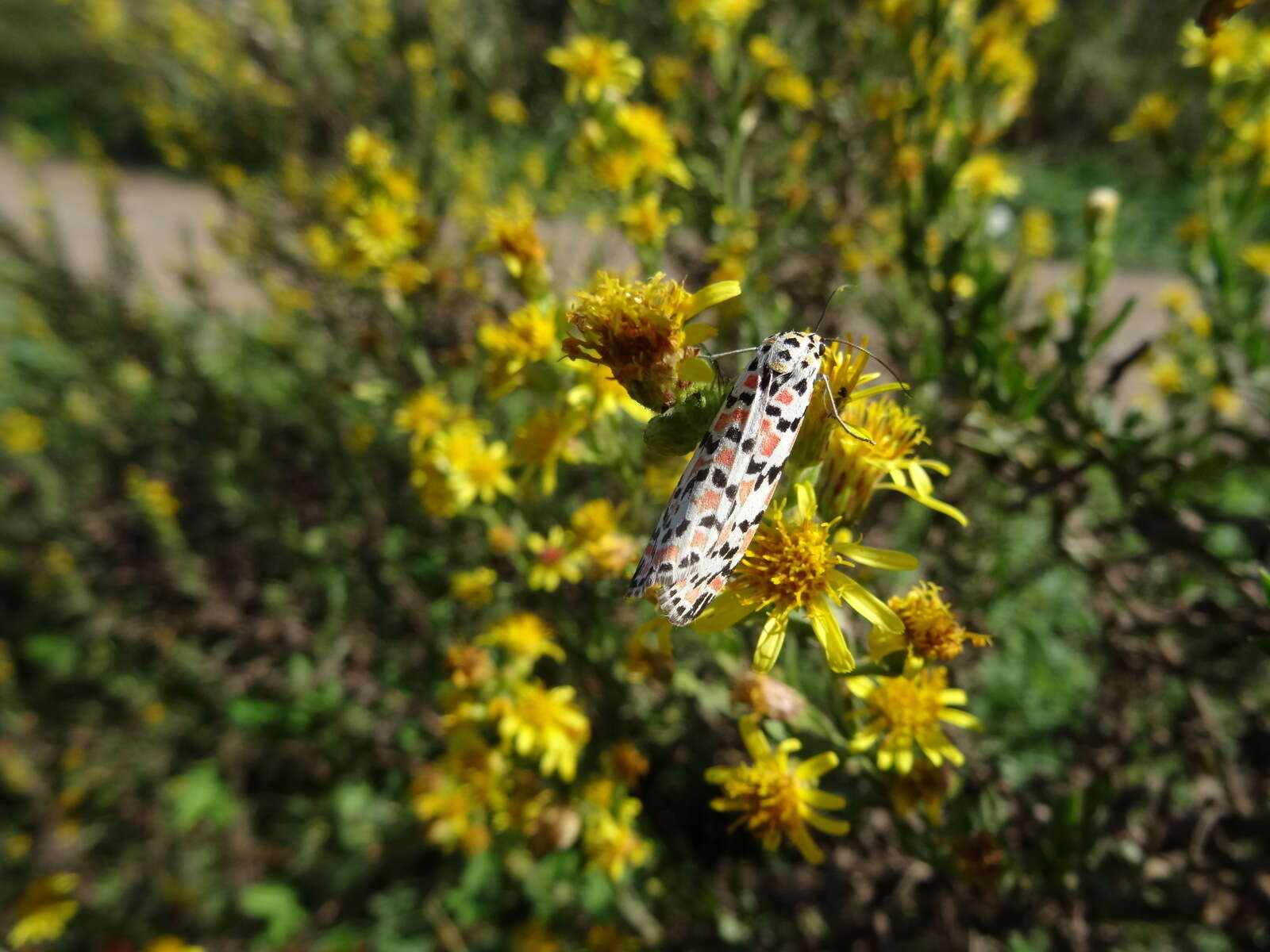 Image of crimson speckled