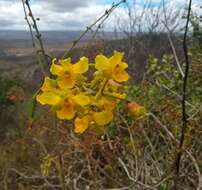 Image of terrestrial cowhorn orchid