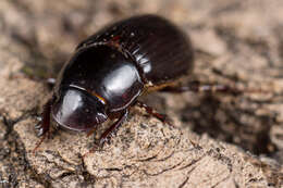 Image of Night-flying Dung Beetle