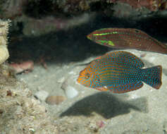 Image of Geoffroy's wrasse