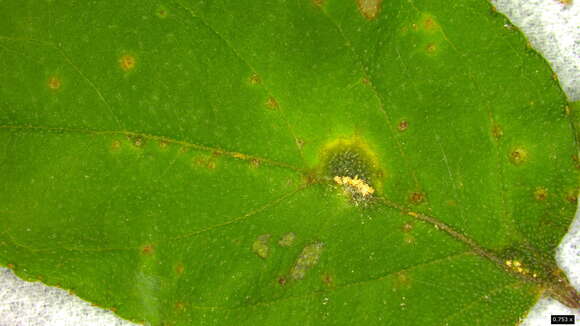 Image of Puccinia kusanoi Dietel 1899