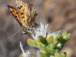 Imagem de Drosanthemum praecultum (N. E. Br.) Schwant.