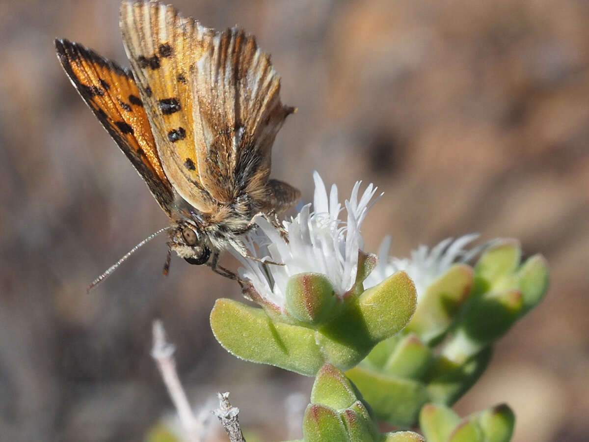 Imagem de Drosanthemum praecultum (N. E. Br.) Schwant.