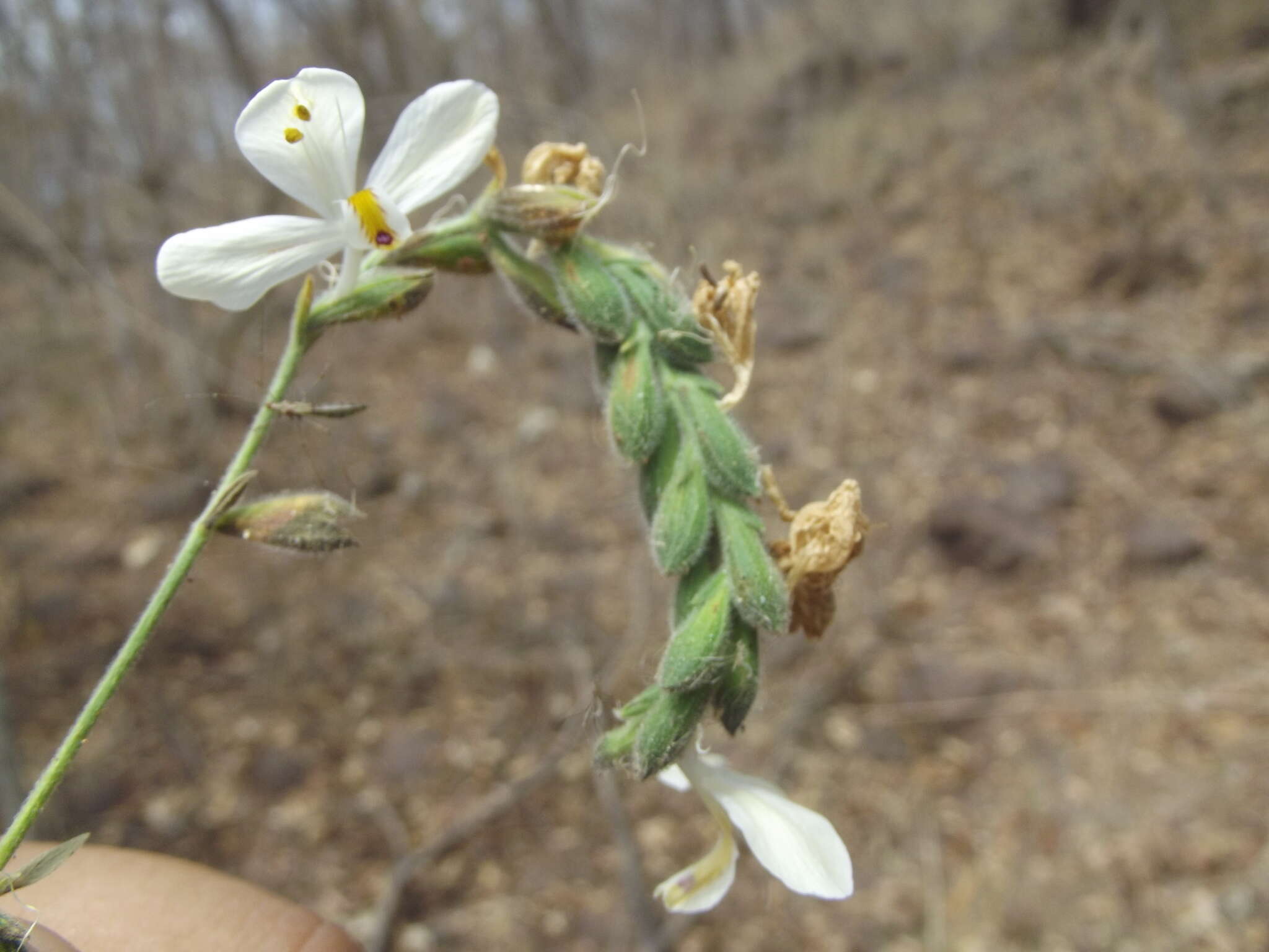 Henrya tuberculosperma T. F. Daniel的圖片