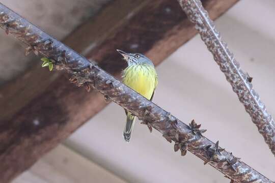 Image of Spotted Tody-Flycatcher