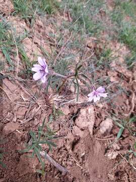 Imagem de Geranium linearilobum DC. ex Lam. & DC.